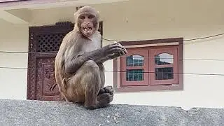 monkey funny video