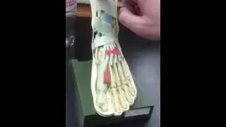 Tendons, Flexors and Extensors of the foot