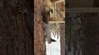 Умная белка #ставьлайк 👍🐿️