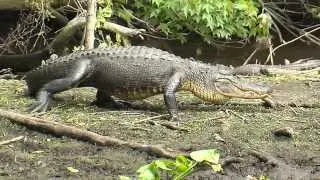 Alligators