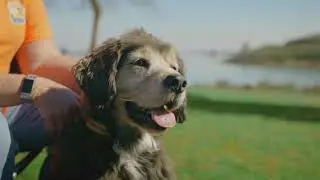 Blue Collar Dogs- Mussel Dogs