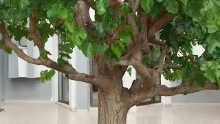 РАМ termal