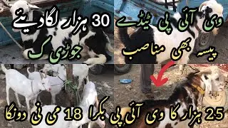 2023 KI QURABNI KE LIYE VIP BAKRAY LALUKHAIT BAKRA MANDI LATEST RATES UPDATE 