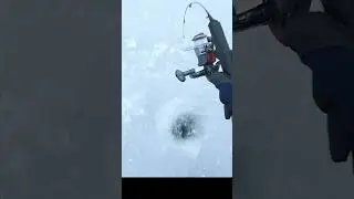 Ну хоть одного за цілий день знайшов!