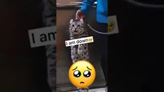 Кот лижет ноги девушки 🐱