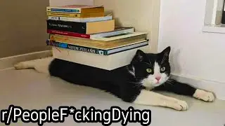 r/PeopleF*ckingDying | CaT CrUsHeD To F*cKiNg DeAtH