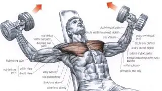 Best Bodybuilding Exercises
