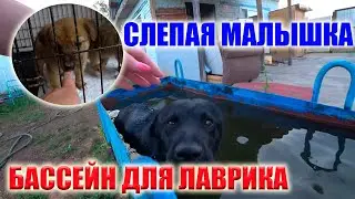 LAVRIK IS LEARNING TO SWIM! ONE OF THE RESCUE PUPPIES IS A STORYTELLER! WE HOPE IT WILL BE TIMELY!