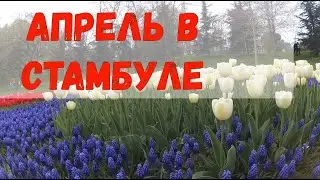 Весна в Стамбуле / Фестиваль тюльпанов