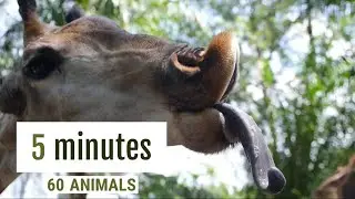 Relax 5 minutes admiring 60 different Animals!