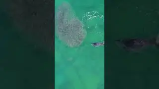 Охота каспийского тюленя