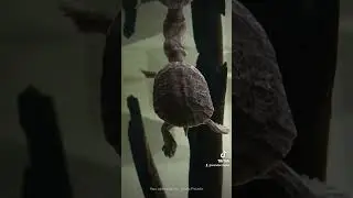 O SonicFlix - Episódio 11