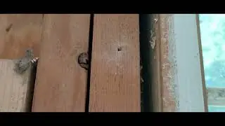 Garage car impact damage shear wall concern