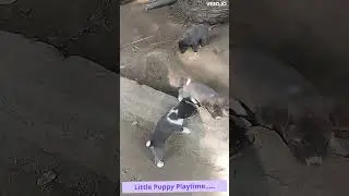 Little Puppy Playtime