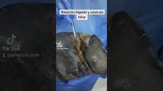 El hígado y la vesícula biliar