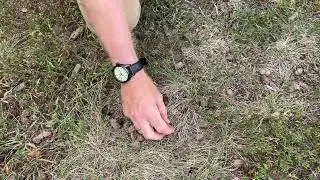 HELP! My Lawn Is Dead What Can I Do?