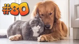 #80 ПРИКОЛЫ С КОТАМИ | КОТЫ 2019 | FUNNY CATS | ПОПРОБУЙ НЕ ЗАСМЕЯТЬСЯ