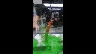 ⚠️ KNOCKOUT CHAMBER FOR GIANT CENTIPEDE ARMY!