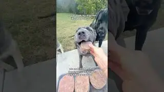do you think my dogs like this raw meat ??? 🥩