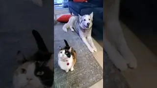 Caught My DOG & CAT BONDING! 🥺 #shorts #dog #cat #cuteanimals