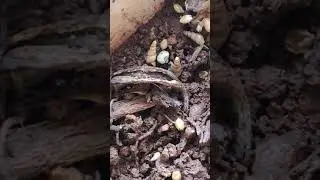 Small pot Snails 🐌🐚 : Allopeas clavulinum/Lamellaxis clavulinus/tiny little spike awlsnail found In