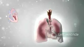 Anatomy of the heart