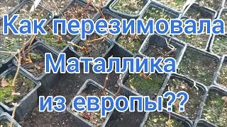 Металлика из европы отлично перезимовала .👍 