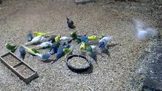 Мучной червь на корм волнистикам и кореллам.