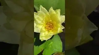 Нимфеи Джой Томасик и Аттракцион🌼🌿🌸🕊️16 августа 2024г🌿🧚🏻‍♀️🌿🧚🏻‍♀️🌿
