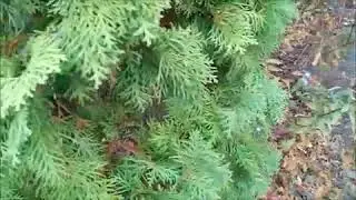 С грустью осени касаясь    №134  x264