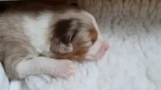 G-Wurf | 2 Wochen | Soulwind Australian Shepherd Welpen