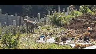 This Monkey finds a Treasure ! see what it does