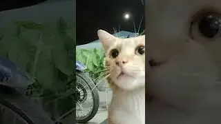 cute oyeen #catlover #funnyanimal #cutecat #simeong #music