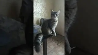 Котенок Мейн Кун молится / Kitten Maine Coon praying