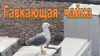 Гавкающая чайка.
