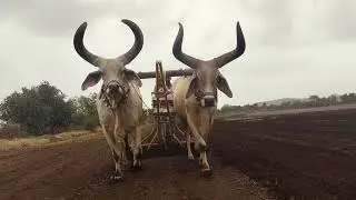 soyabin #farming #balad#vadhiyara  #બળદ