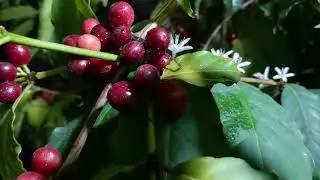 Кофейное дерево, ягоды кофе Арабика 🌱