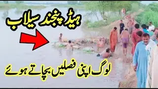 Head punjnad Alipur Latest Flood Update | Flood head punjnad|Head panjnad Bawahwalpur flood