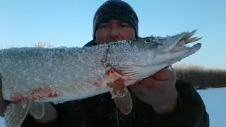 Снова зубастые! И в этом краю, водятся щуки! Давно я тут не был.
