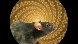 Rat Transformation Hypnosis