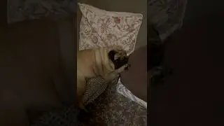 Принцессы не храпят😁😁😁