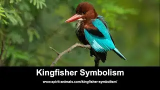 Kingfisher Symbolism
