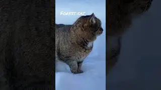 BARSIK. 
