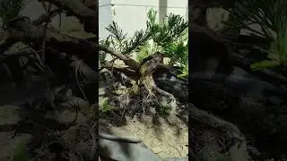 как вы думаете с какого можжевельника начнем :) 