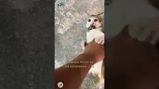 Michi Jugando con una Cucaracha 🪳 | Final inesperado 🤣🙊