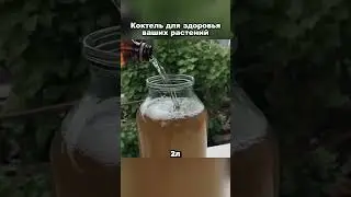 Коктейль для здоровья ваших растений💪🏻👍🏻 #рекомендации #дача #советы #огород #сад #урожай#shorts