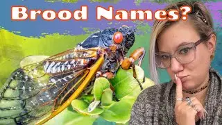 When Will Brood XI come out? How Are Cicada Broods Named?