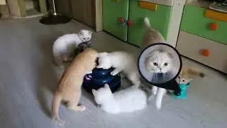 Британские и Шотландские котята, коты и кошки в продаже 8 (968) 611-22-88.