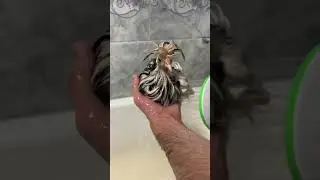 Tovuqni cho’miltirsa shamollamaydimi?