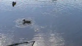 кормим уток